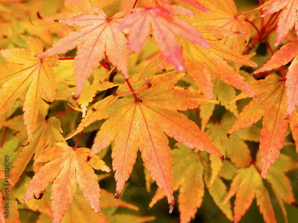 Autumnal Japanese Maple Leaves Autumnal Japanese Maple Leaves