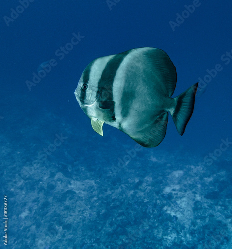 angelfish © ricardo