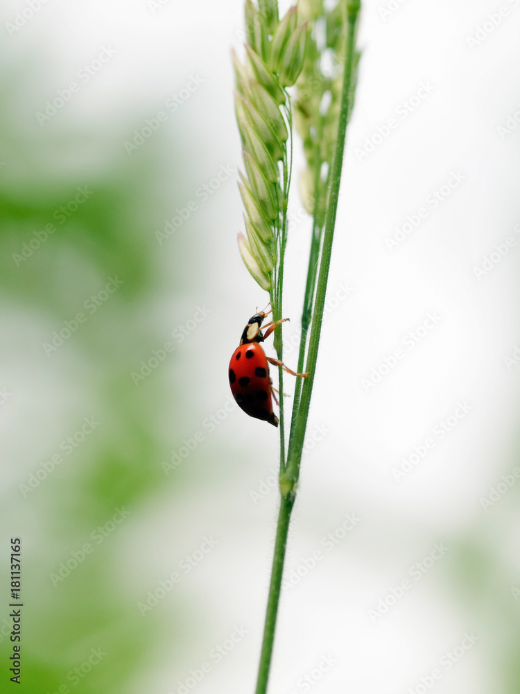 Obraz premium 11 spot ladybird on leaf (Coccinella undecimpunctata)