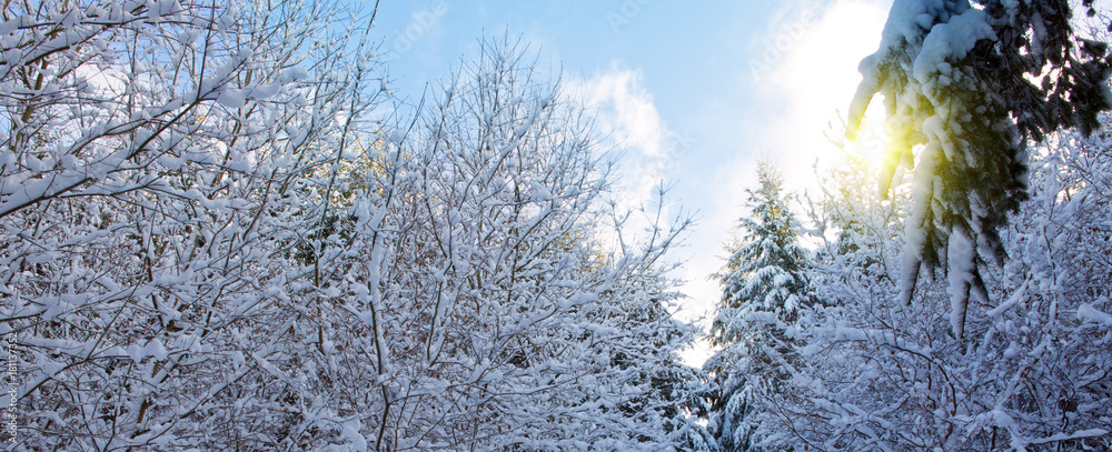 Trees with snow in winter . Winter background. Trees with snow in winter . Winter background.