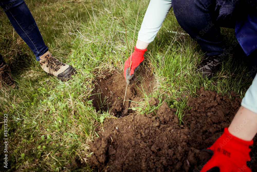 Fototapeta premium Planting trees