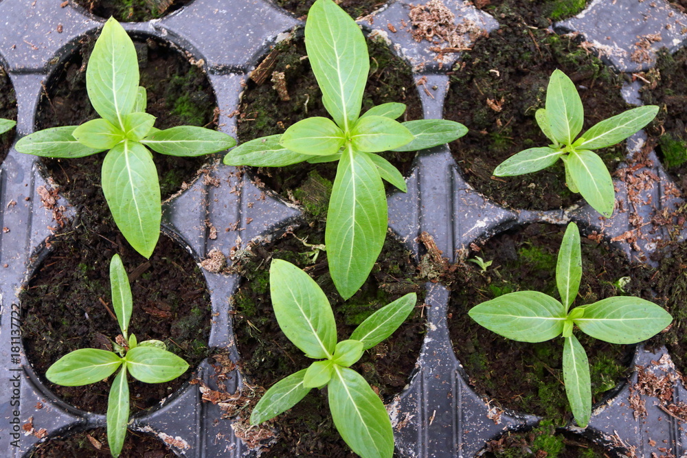 Annual flower seedlings in plastic flowerpots in the modern greenhouse in spring Annual flower seedlings in plastic flowerpots in the modern greenhouse in spring