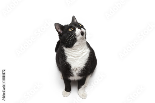 Fototapeta Naklejka Na Ścianę i Meble -  black and white cat