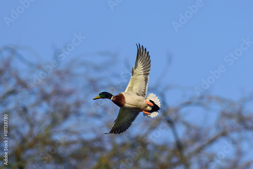 Stockenten Erpel im Flug, Winter photo