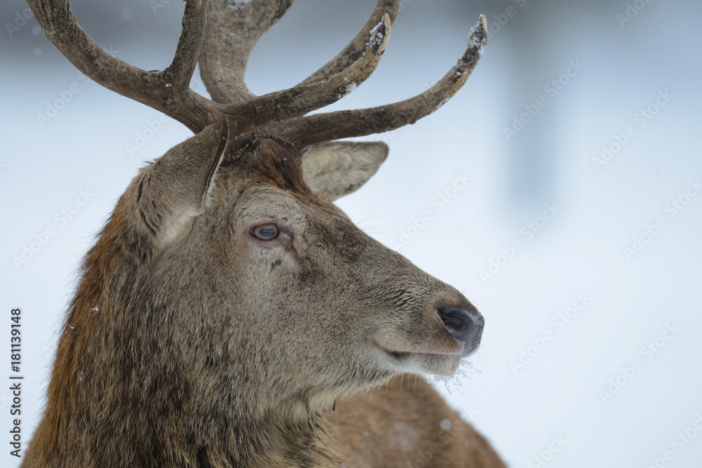 Fototapeta premium Rothirsch im Winter, Kopf Portrait, Rotwild, (cervus elaphus)