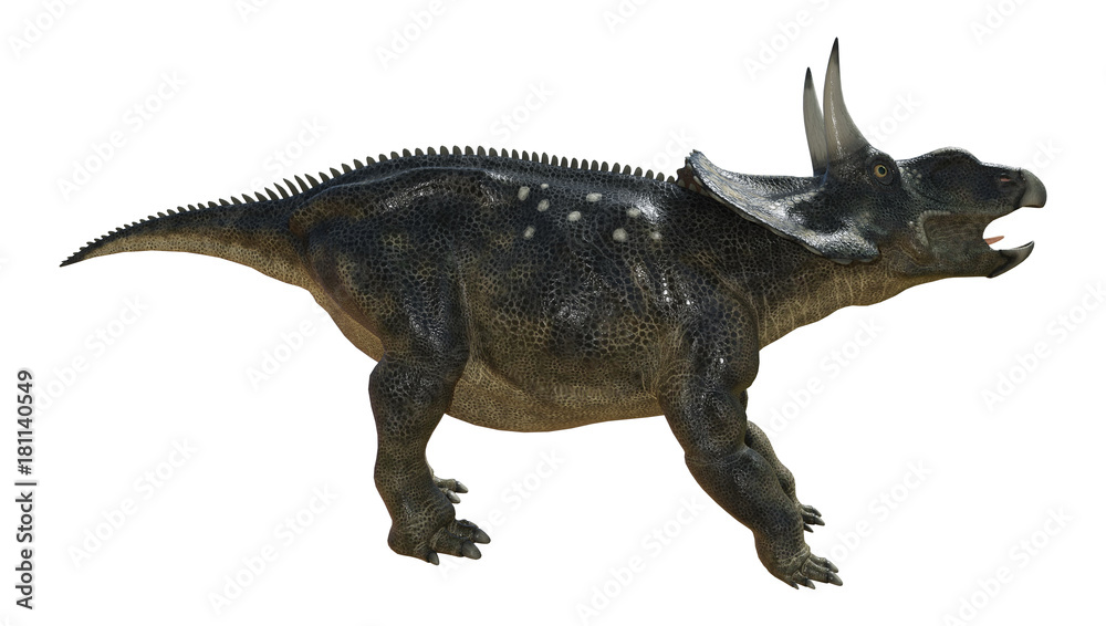 Fototapeta premium 3D Rendering Dinosaur Diceratops on White