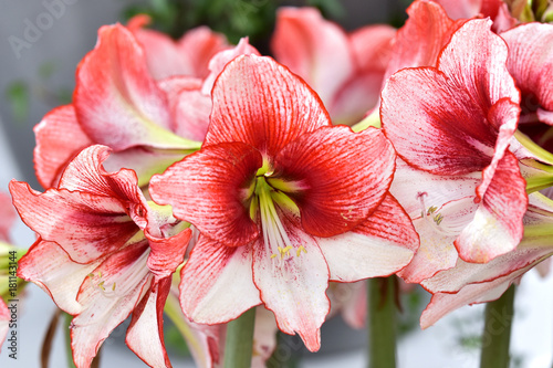 Growing Amaryllis.Beautiful red white hippeastrum, amaryllis flowers in the garden.A beautiful bouquet of flowers.Dutch flowers.Beautiful composition. photo