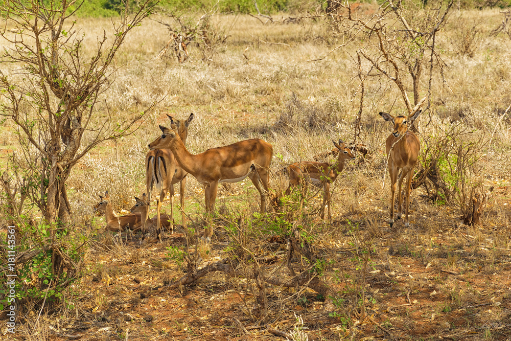 Obraz premium Family of Thomson Gazelle