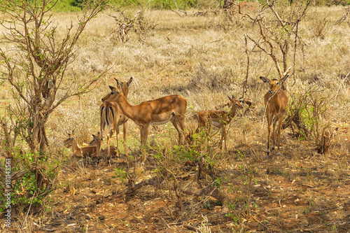 Family of Thomson Gazelle