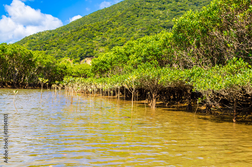 Mangrove. I shot in Amami Oshima Kagoshima Prefecture Japan. photo