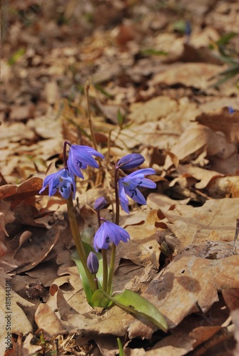 snowdrops