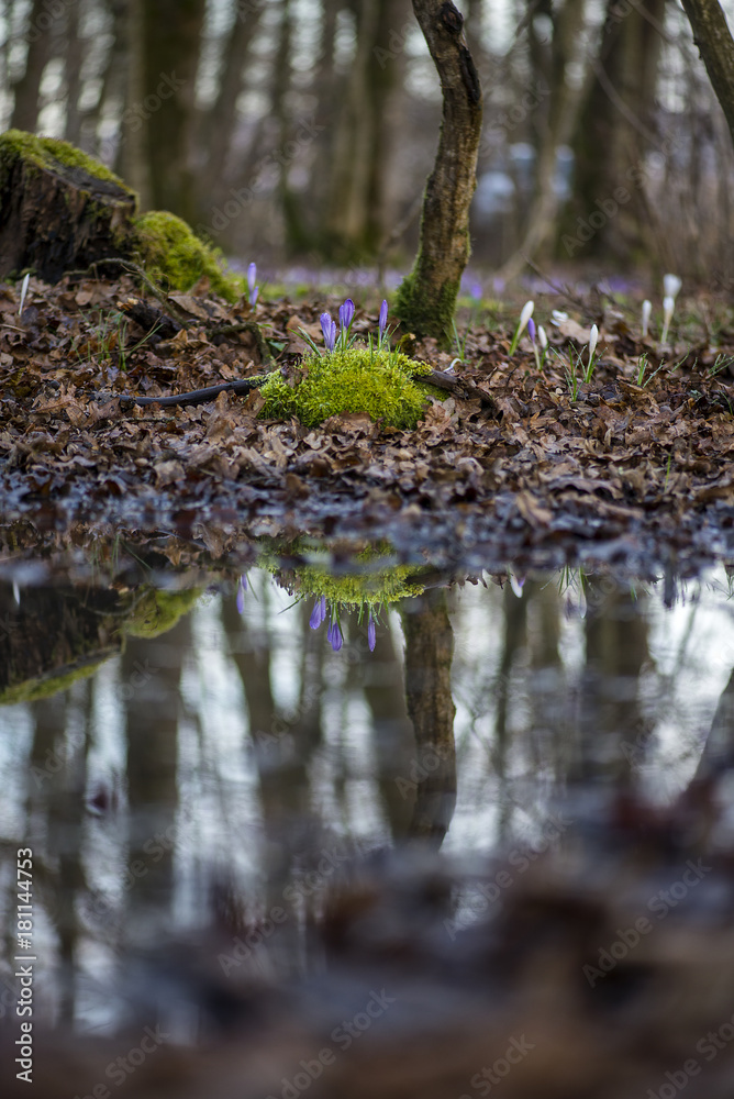 Fototapeta premium Forest Crocus sativus