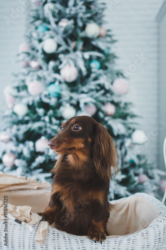 cute little dog with blurred christmas tree