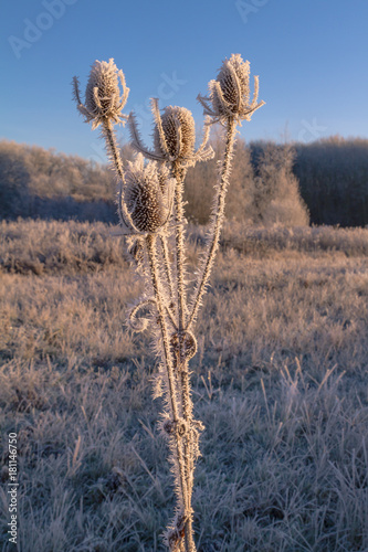 Early Morning Winter Frost On An Dry Plant Krefeld / NRW