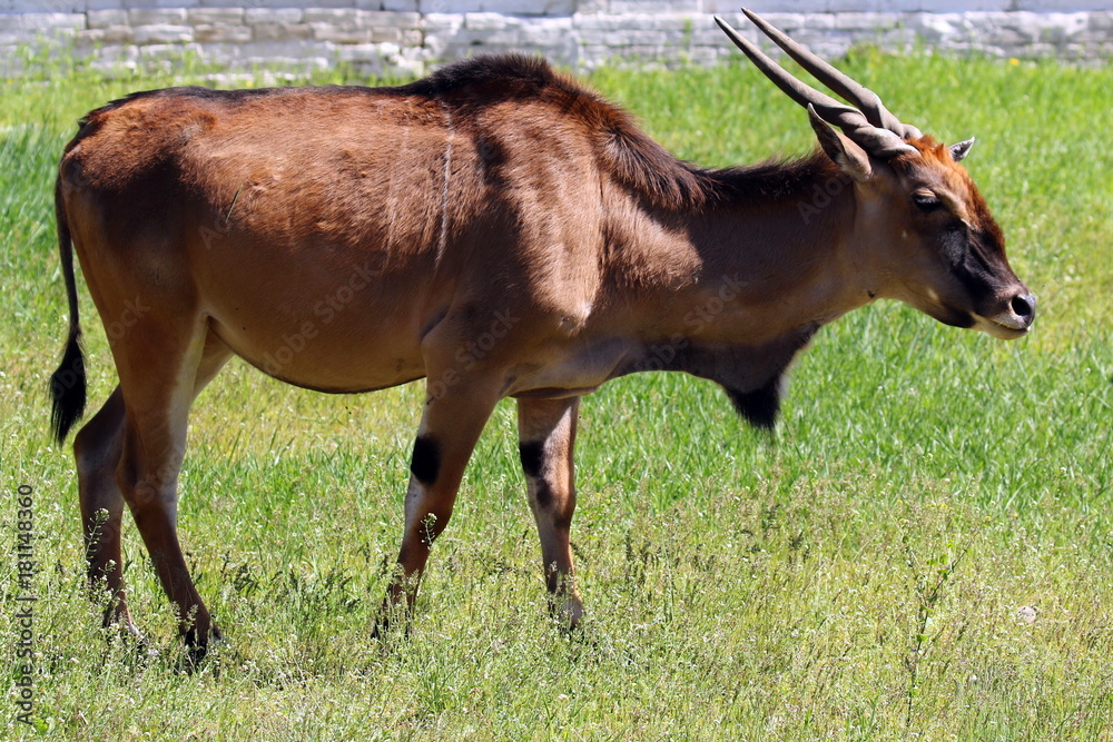 Antelope eland in National reserve Askania-Nova. Ukraine. Canna antelope. 2017 Antelope eland in National reserve Askania-Nova. Ukraine. Canna antelope. 2017