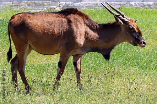 Antelope eland in National reserve Askania-Nova. Ukraine. Canna antelope. 2017