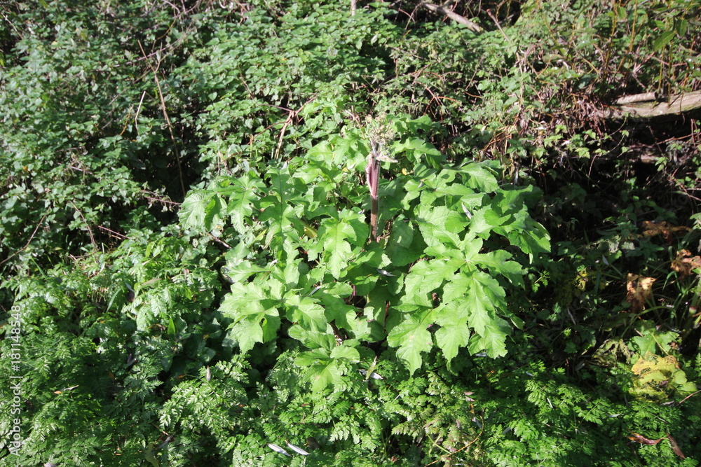 Obraz premium Big toxic hogweed plant in forrest in Oud Verlaat, Netherlands
