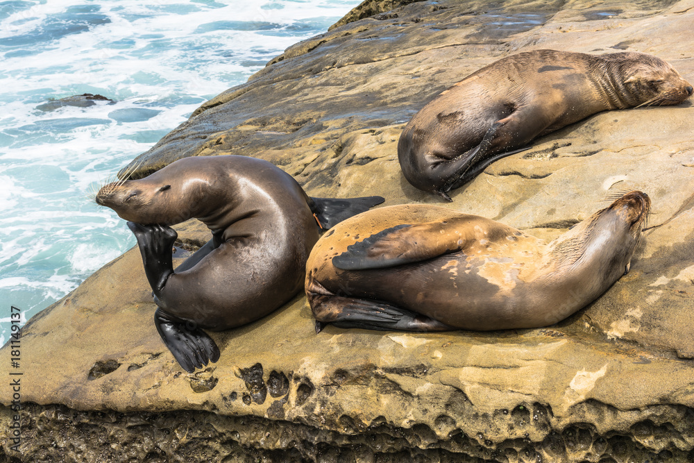 Fototapeta premium Sea lions on the rocks, La Jolla, California