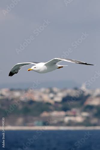 Gull in flight 8