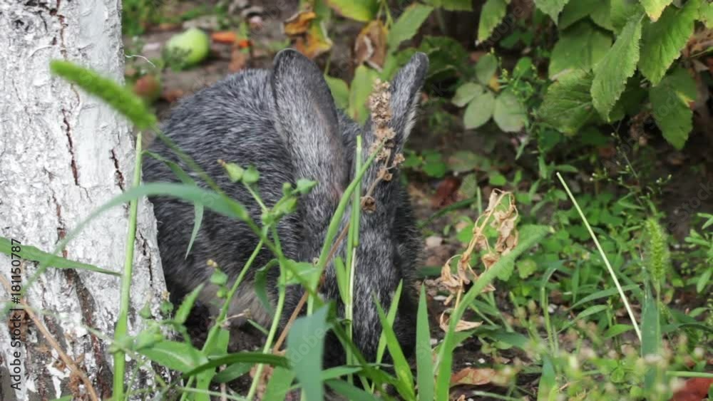 Rabbit Eating Grass In The Bush Rabbit Eating Grass In The Bush