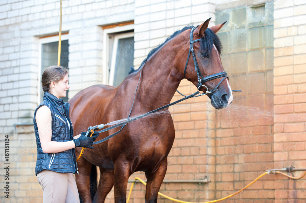 Brown horse enjoying of cooling down in the summer shower Brown horse enjoying of cooling down in the summer shower
