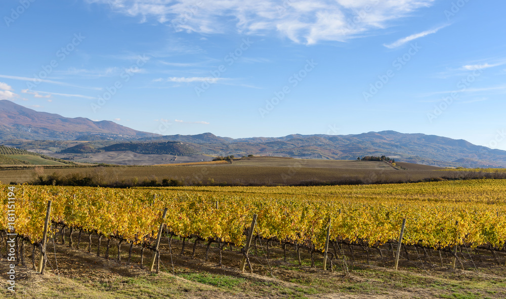 vineyard in autumn near Montalcino, Siena province, tuscany, Italy