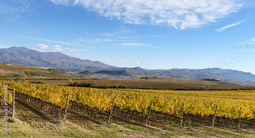 vineyard in autumn near Montalcino, Siena province, tuscany, Italy