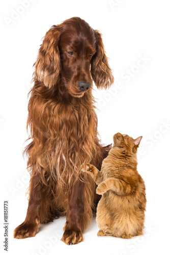 Fototapeta Naklejka Na Ścianę i Meble -  Hund und Katze sehen sich an