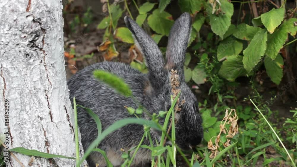 Rabbit Eating Grass In The Bush Rabbit Eating Grass In The Bush