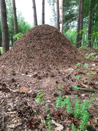 anthill