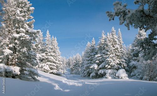 Panorama of winter snow-covered forest. National park "Taganay", Russia.