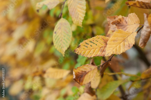 détail feuilles de charme en automne