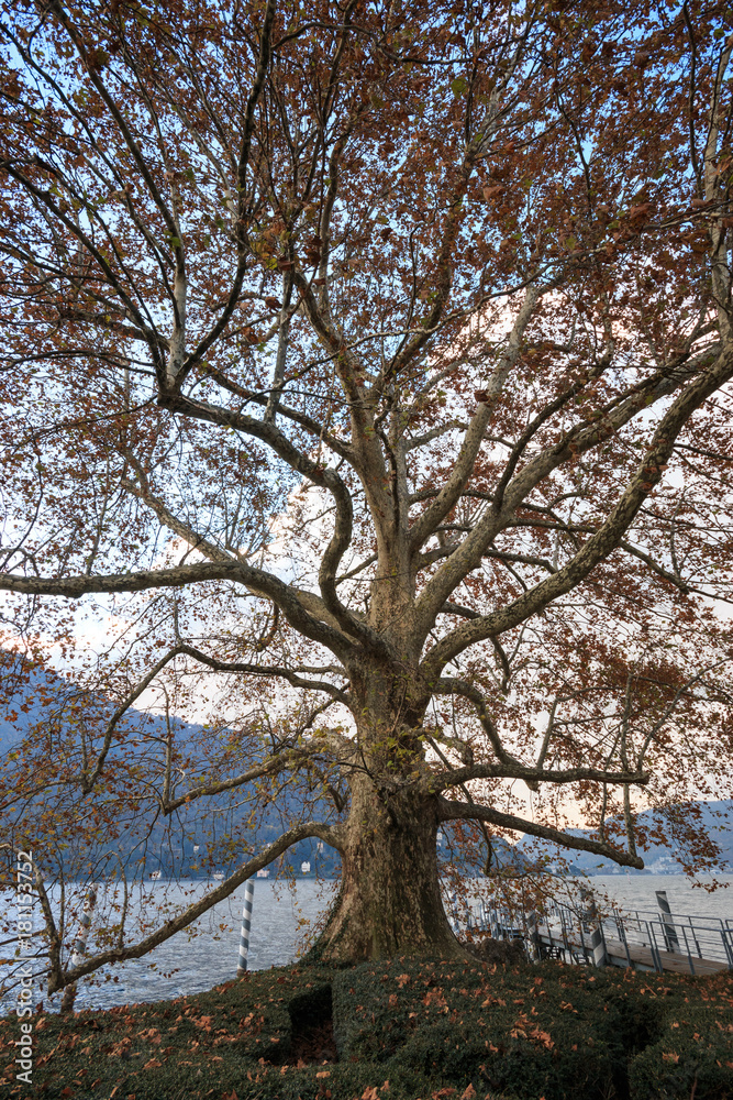 platano secolare in autunno, nel parco di villa Erba a Cernobbio platano secolare in autunno, nel parco di villa Erba a Cernobbio