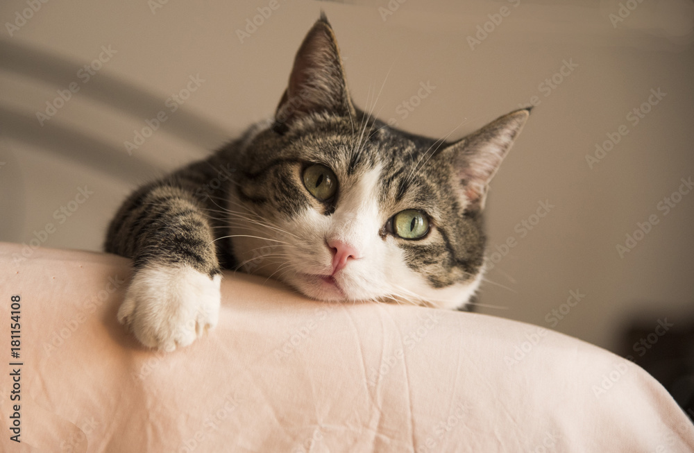 adorable home cat comfortably lying on the bed
