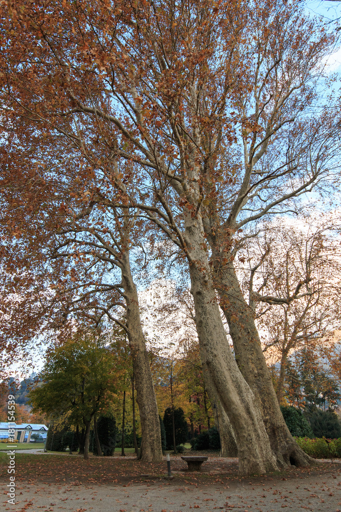 platano secolare in autunno, nel parco di villa Erba a Cernobbio