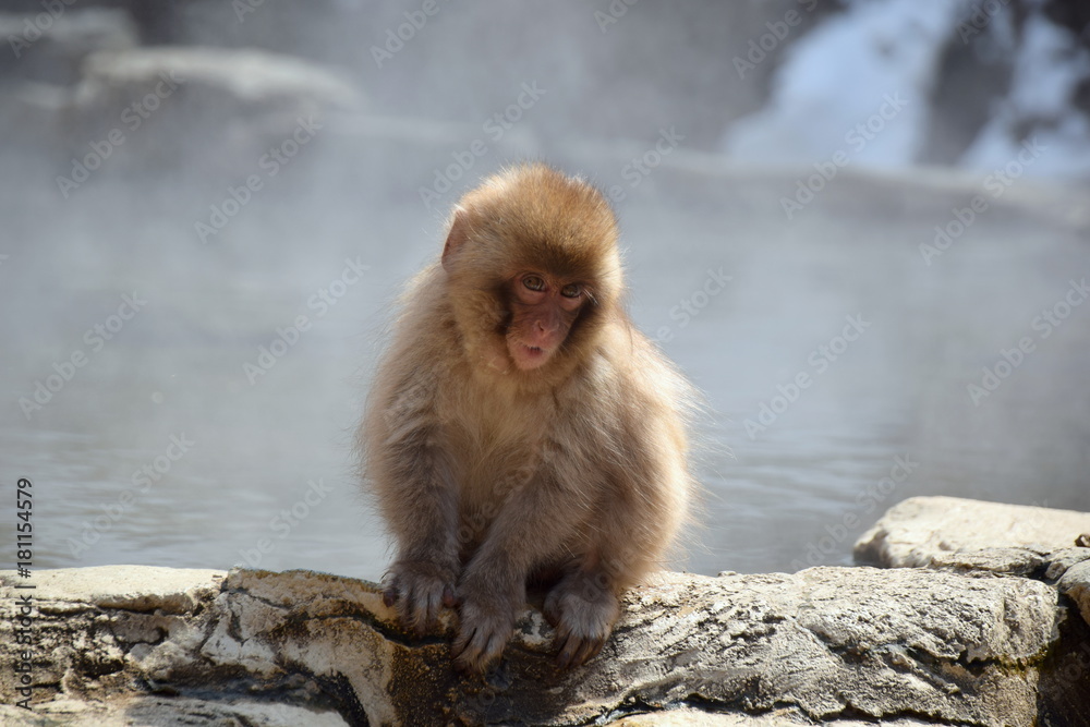 Naklejka premium 地獄谷野猿苑の子猿