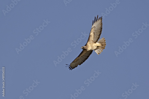 Bird hawk soars above California park © kgrif