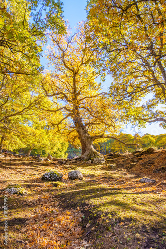 Castanar de El Tiemblo