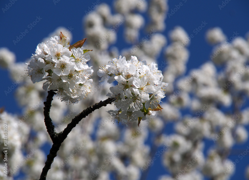Kirschblüte Kirschblüte