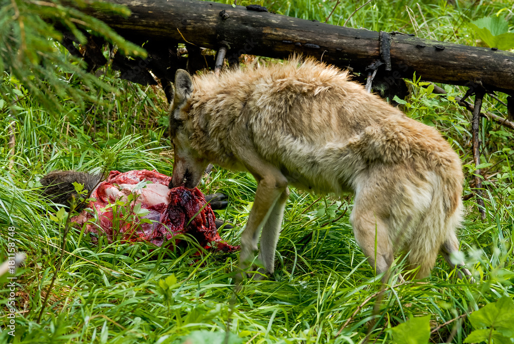 Wolfs feeding on carcass