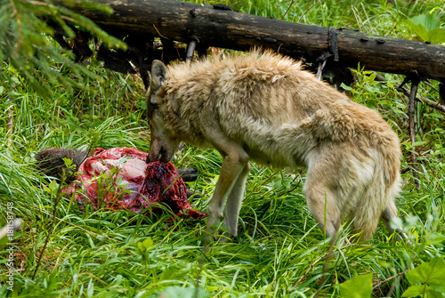 Obraz na płótnie Wolfs feeding on carcass w salonie