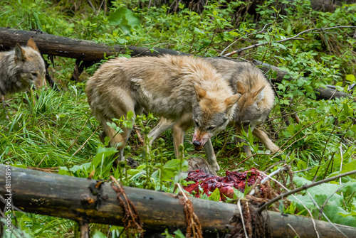 Fotografie Wolfs feeding on carcass