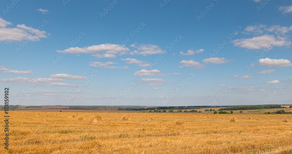 landscape of wheat field at harvest