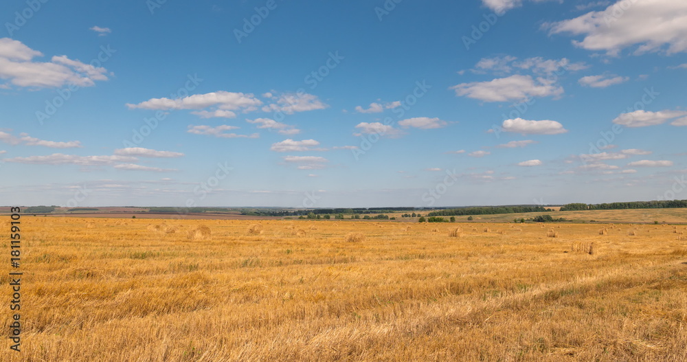 landscape of wheat field at harvest