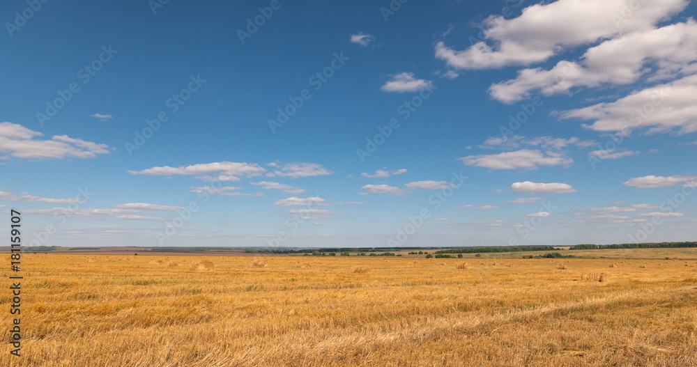 landscape of wheat field at harvest