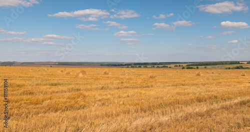 landscape of wheat field at harvest © Arrows