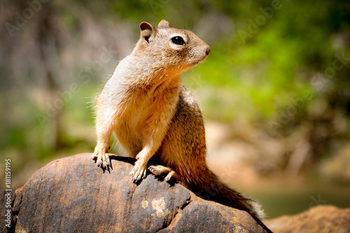 Portrait of Caroline's Grey Squirrel Sat on a Rock