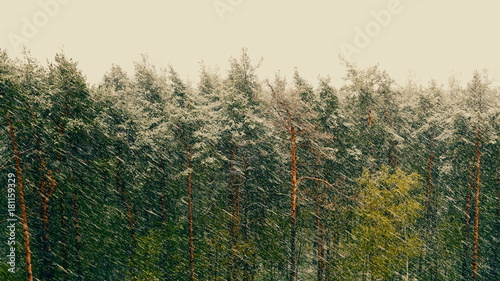 Konstfotografi Snow blizzard in the pine forest. UltraHD stock footage