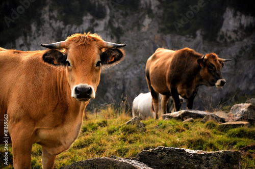 Two Quiet Cows in the Green Pasture © Xavier
