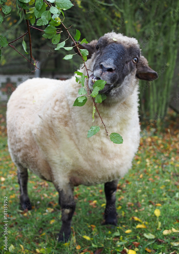 Obraz premium The well-fed suffolk sheep eats leaves 